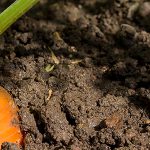 Alimentation saine et durable: est-ce possible?