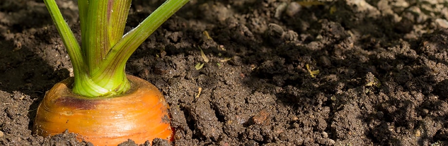 Alimentation saine et durable: est-ce possible?