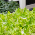 Cultiver ses légumes bio, c’est possible!