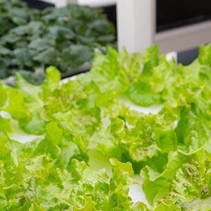 Cultiver ses légumes bio, c’est possible!