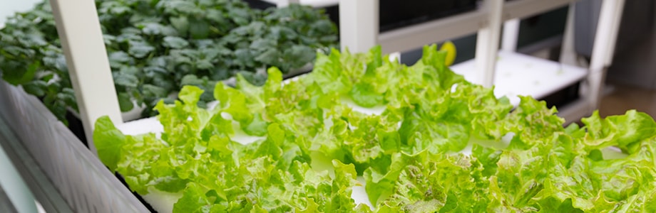 Cultiver ses légumes bio, c’est possible!