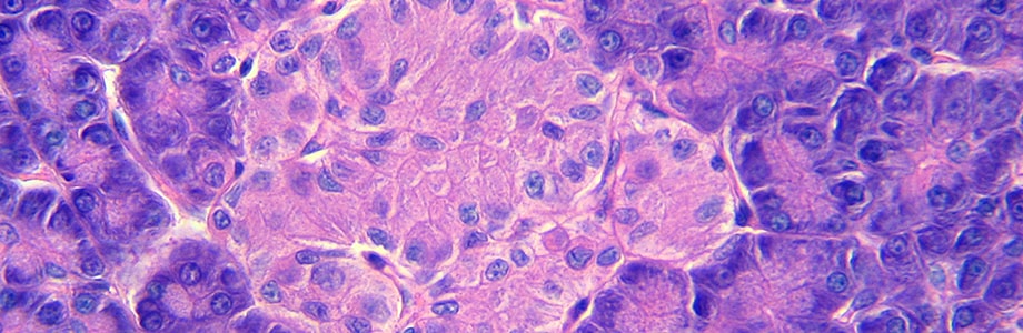 Diabète de type 1: régénérer les cellules β