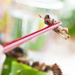 La farine de criquets, la solution du futur?