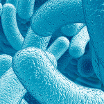 La flore intestinale, reflet de la santé cardiaque?