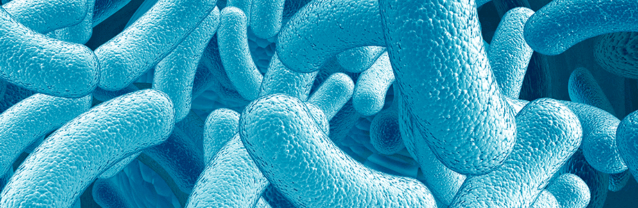 La flore intestinale, reflet de la santé cardiaque?