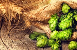 Un composé du houblon actif contre le syndrome métabolique?