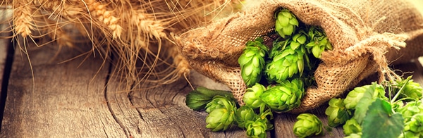 Un composé du houblon actif contre le syndrome métabolique?