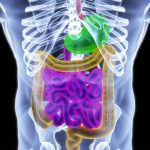 Le microbiote intestinal, un nouvel organe à dorloter
