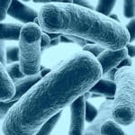 La transplantation du microbiote fécal altère le fonctionnement du cerveau