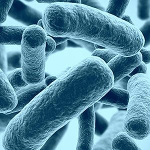 La transplantation du microbiote fécal altère le fonctionnement du cerveau