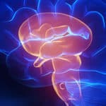 Microbiote et cognition: une flore intestinale saine pour un esprit vif