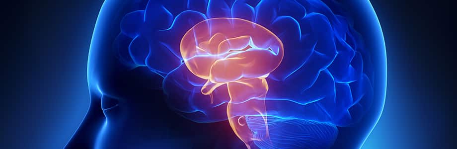 Microbiote et cognition: une flore intestinale saine pour un esprit vif