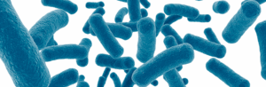 Un lien entre microbiote et risque cardiovasculaire identifié