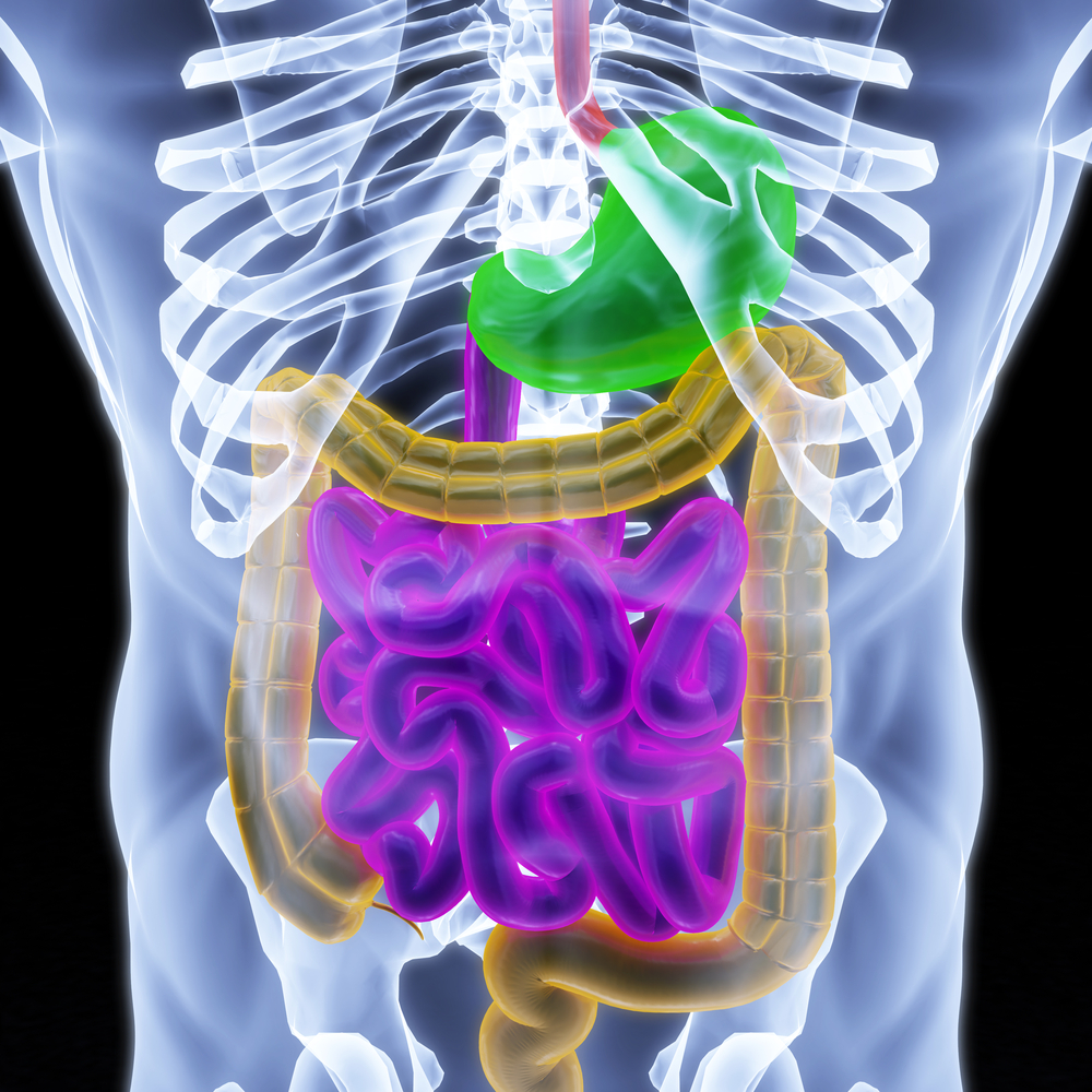 Le microbiote intestinal, un nouvel organe à dorloter