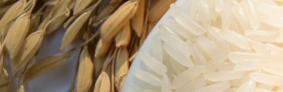 Le pain du futur sera-t-il à base de riz ?