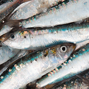 DHA: des effets anti-inflammatoires dans la parodontite?