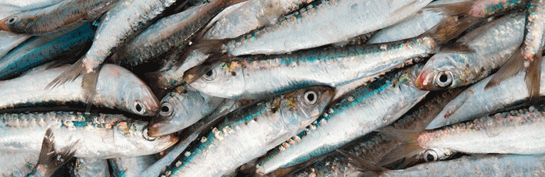 DHA: des effets anti-inflammatoires dans la parodontite?