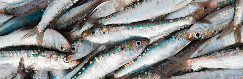 DHA: des effets anti-inflammatoires dans la parodontite?
