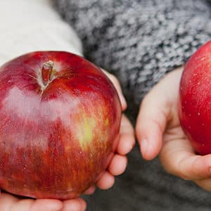 Polyphénols de pomme contre le cancer?