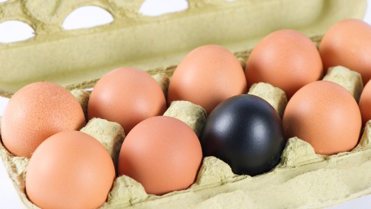 QSAFFE: la sécurité alimentaire animale sous la loupe