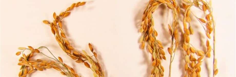 Un riz meilleur pour le climat voit le jour