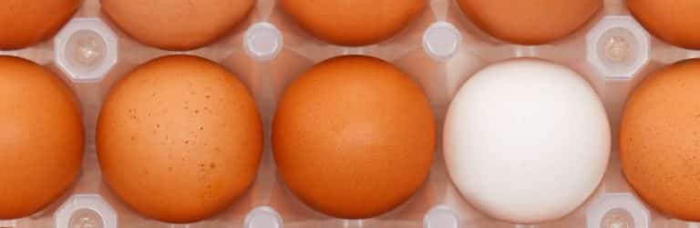Campylobacter en Salmonella onder de loep