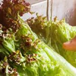 De la Salmonella sur la salade toute prête