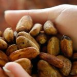 Un composé du cacao pourrait prévenir la prise de poids