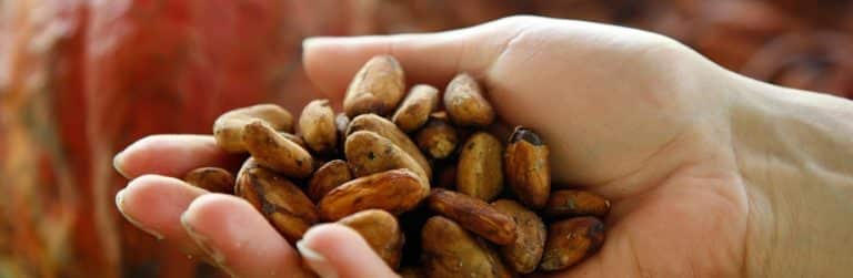 Cacaobestanddeel zou gewichtstoename voorkomen