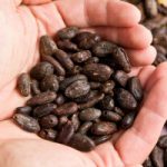 Du cacao contre l&rsquo;inflammation liée à l&rsquo;obésité