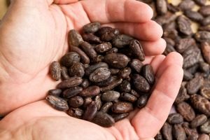 Du cacao contre l&rsquo;inflammation liée à l&rsquo;obésité