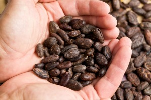 Du cacao contre l&rsquo;inflammation liée à l&rsquo;obésité