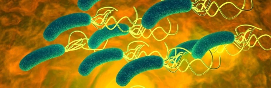 Het nut van probiotica erkend voor bepaalde toepassingen