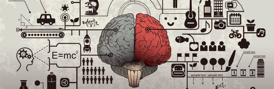 Les glucides ont contribué au développement du cerveau humain