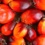 L’huile de palme officiellement déconseillée en Belgique