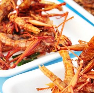 Manger des insectes, est-ce sûr?