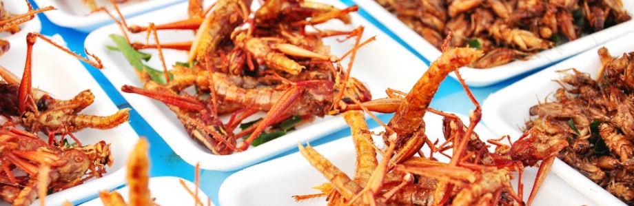 Manger des insectes, est-ce sûr?