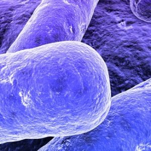 Comment le système immunitaire contrôle le poids: une découverte belge