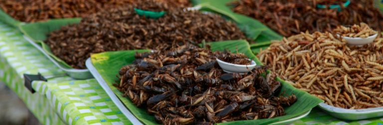 Zijn insecten gezonder dan vlees?