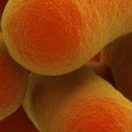 Un probiotique pour traiter l’intolérance au gluten?