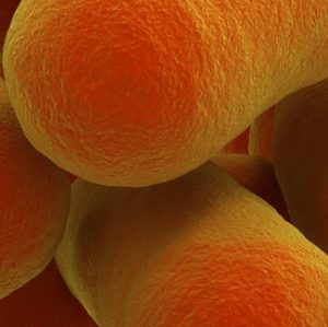 Un probiotique pour traiter l’intolérance au gluten?
