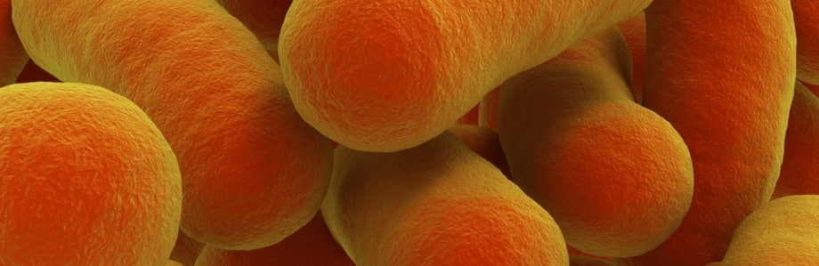 Un probiotique pour traiter l’intolérance au gluten?