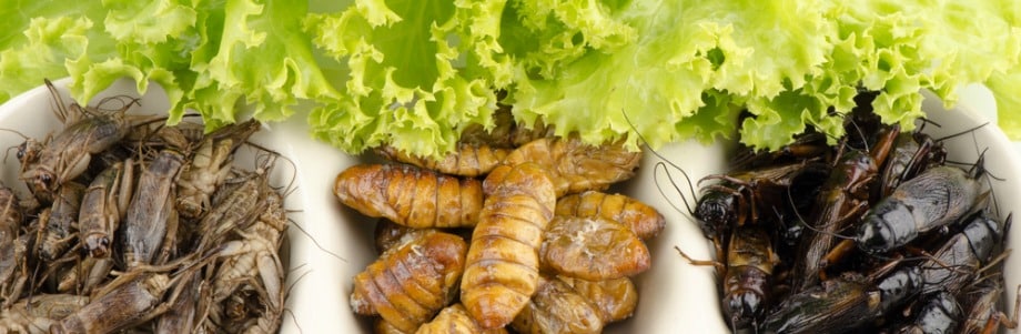 Des insectes dans nos assiettes: certains consommateurs sont prêts!