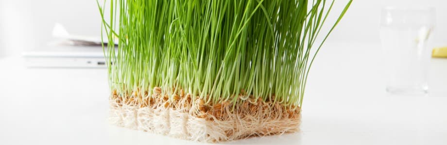 Vitamine E: effet protecteur sur les fractures liées à l’ostéoporose