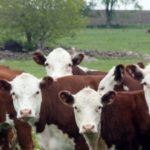 Viande contaminée: la tuberculose bovine panique le Royaume-Uni