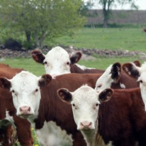 Viande contaminée: la tuberculose bovine panique le Royaume-Uni