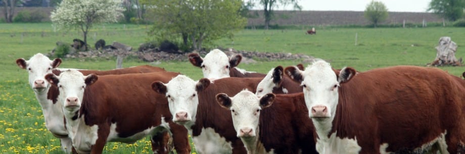 Viande contaminée: la tuberculose bovine panique le Royaume-Uni