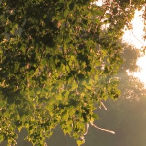 La lumière matinale pourrait favoriser un poids sain