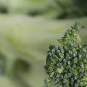 Du brocoli contre l’autisme?