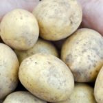 Un extrait de pomme de terre pour lutter contre l’obésité?